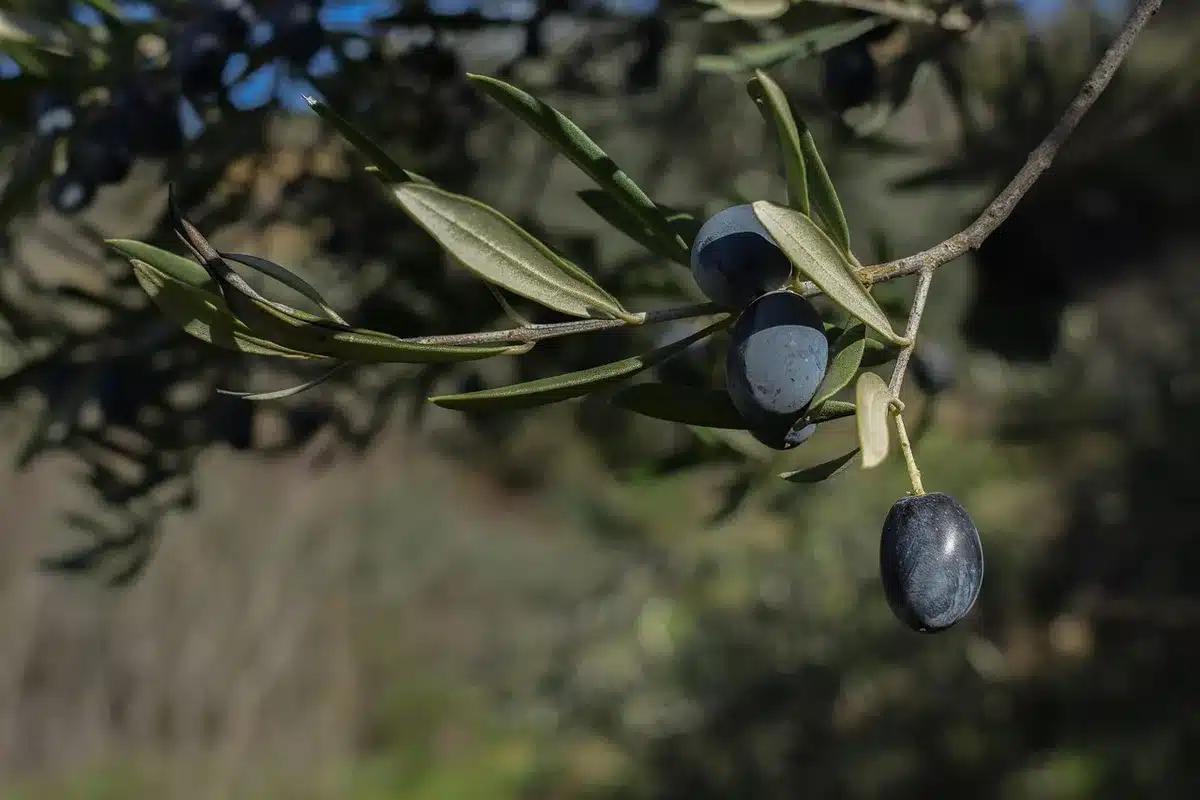 Volunteers harvesting olives in a grove with stone terraces